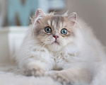 Кошки в Владивостоке: Британская кошечка Хаси Девочка, 120 000 руб. - фото 6