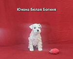 Собаки в Омске: Цвергшнауцер щенок белый Разнополые, Бесплатно - фото 5