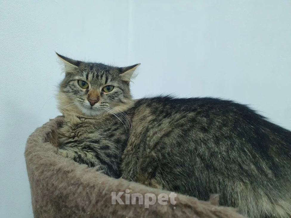 Кошки в Балашихе: котенок в добрые руки Девочка, Бесплатно - фото 2