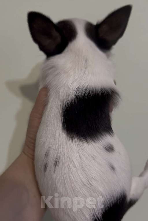 Собаки в Богдане: Щенки чихуахуа Девочка, 25 000 руб. - фото 2