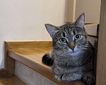Кошки в Москве: Котенок в добрые руки Девочка, Бесплатно - фото 1