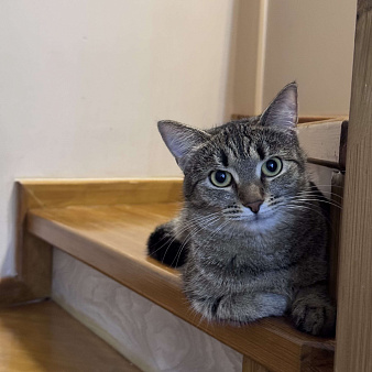 Котенок в добрые руки