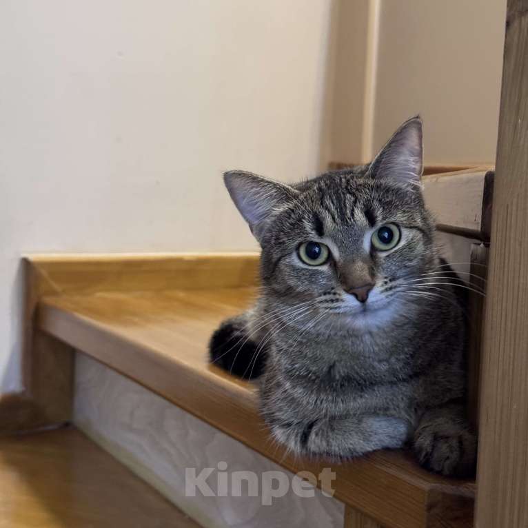 Кошки в Москве: Котенок в добрые руки Девочка, Бесплатно - фото 1