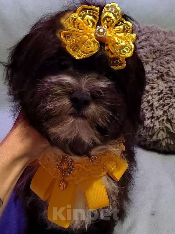 Собаки в Екатеринбурге: Шоко мальтипу Девочка, 70 000 руб. - фото 3