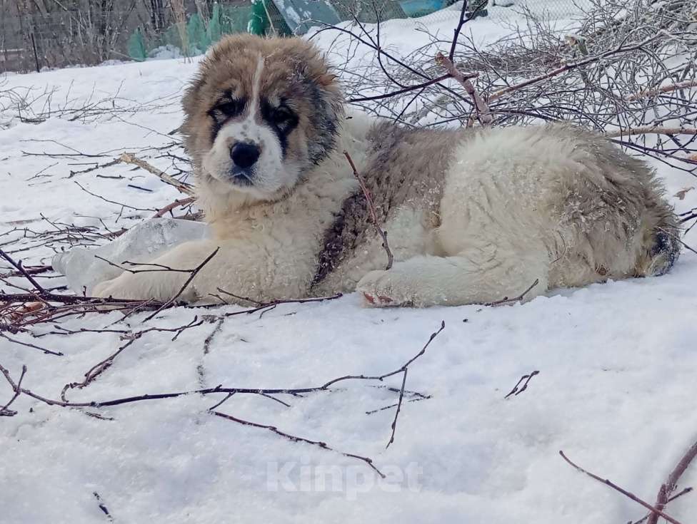 Собаки в Печоре: Девочка САО Девочка, 40 000 руб. - фото 5