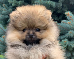 Собаки в Краснослободске: Померанский шпиц  Мальчик, 85 000 руб. - фото 2