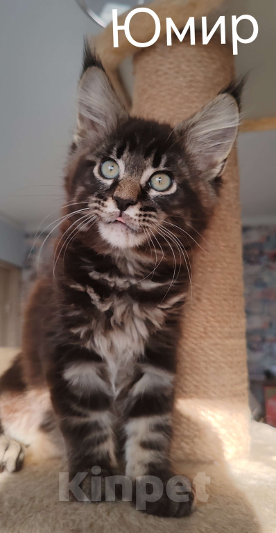 Кошки в Череповце: Юмир Мальчик, 45 000 руб. - фото 3