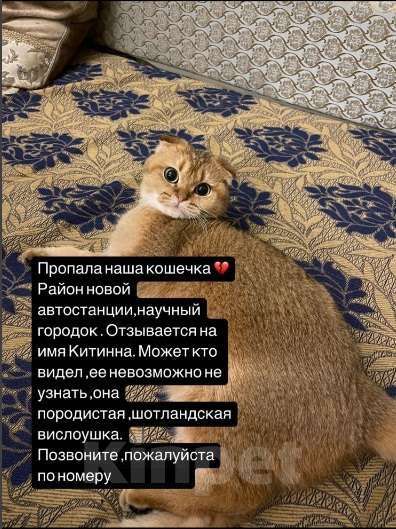 Кошки в Махачкале: потерялась кошка Девочка, 1 000 руб. - фото 7