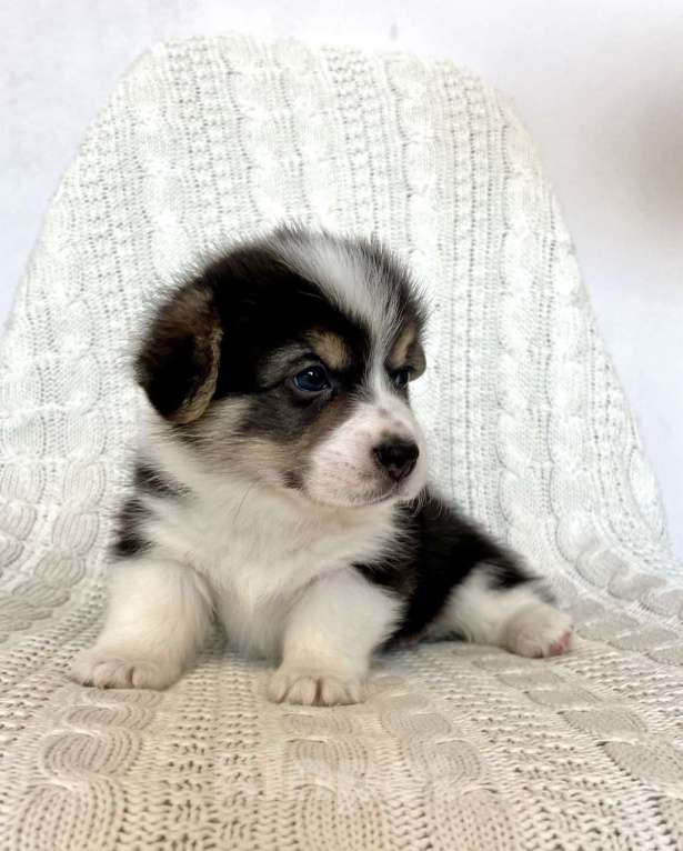 Собаки в Челябинске: Щенок Вельш корги пемброк Девочка, 60 000 руб. - фото 2