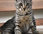 Кошки в Санкт-Петербурге: Ласковый, трогательный котенок Родни в добрые руки Мальчик, 10 руб. - фото 2