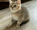 Кошки в Саратове: Вязка,nu 25,золотая шиншилла, 5 000 руб. - фото 7