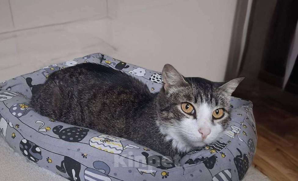 Кошки в Москве: кошка Мия ищет дом Девочка, Бесплатно - фото 4