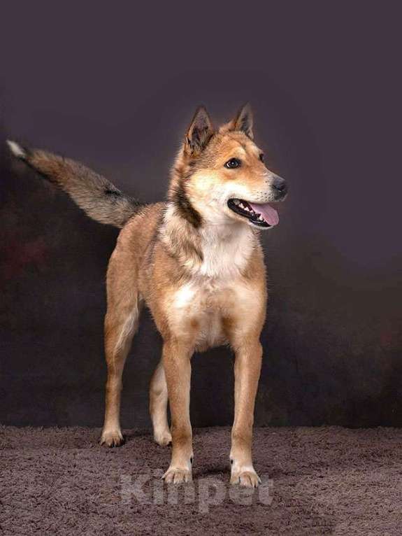 Собаки в Москве: Самая ласковая и добрая собачка Лори ищет дом Девочка, Бесплатно - фото 1