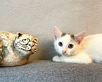 Кошки в Москве: Котенок Семен ищет дом Мальчик, Бесплатно - фото 1