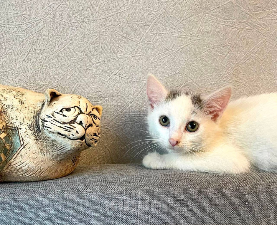 Кошки в Москве: Котенок Семен ищет дом Мальчик, Бесплатно - фото 1