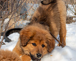 Собаки в Москве: Щенки Монгольского банхара Девочка, Бесплатно - фото 1