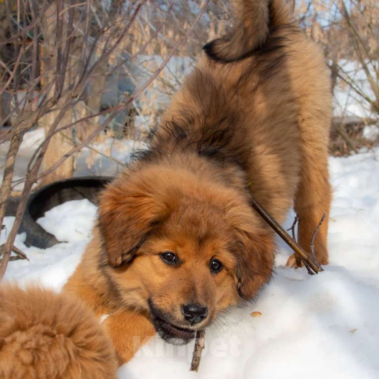 Собаки в Москве: Щенки Монгольского банхара Девочка, Бесплатно - фото 1
