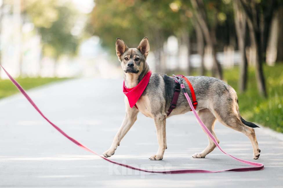 Собаки в Москве: Чудесная Булка в добрые руки Девочка, Бесплатно - фото 6