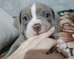 Собаки в других городах Ростовской области: Американский булли  Мальчик, 90 000 руб. - фото 2