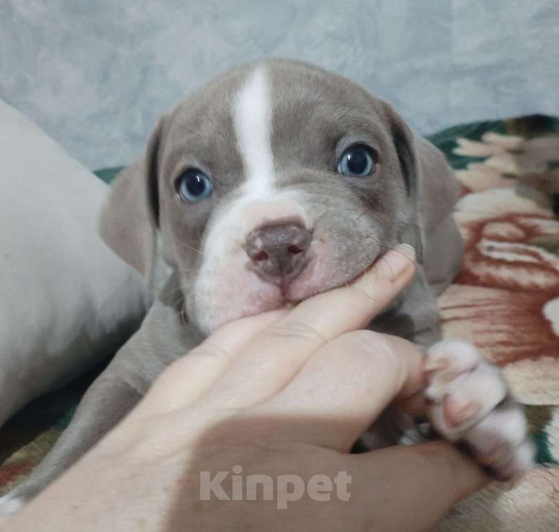 Собаки в других городах Ростовской области: Американский булли  Мальчик, 90 000 руб. - фото 2