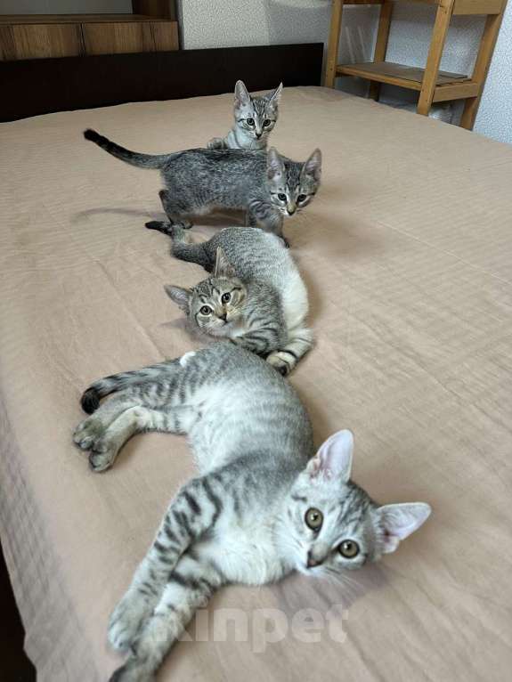 Кошки в Москве: Котятки ищут семью - любящих и добрых хозяев Мальчик, Бесплатно - фото 3