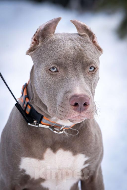 Собаки в Санкт-Петербурге: Изабелловый щенок прайтер Мальчик, 100 000 руб. - фото 1