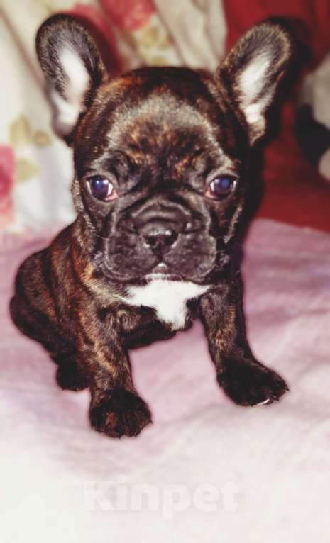 Собаки в Красноярске: Французские девочки Девочка, 20 000 руб. - фото 2