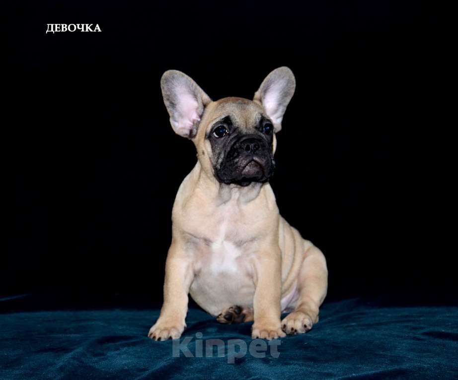 Собаки в Екатеринбурге: Фоанцузики. Ушастое Счастье  Девочка, Бесплатно - фото 2