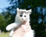 Кошки в Москве: Котенок Сеня ищет дом Мальчик, Бесплатно - фото 4