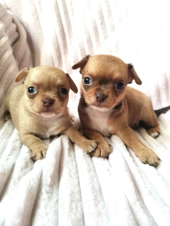 Собаки в Санкт-Петербурге: Щенки чихуахуа Девочка, 10 000 руб. - фото 4