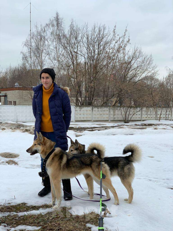 Собаки в Москве: Виби Девочка, Бесплатно - фото 7