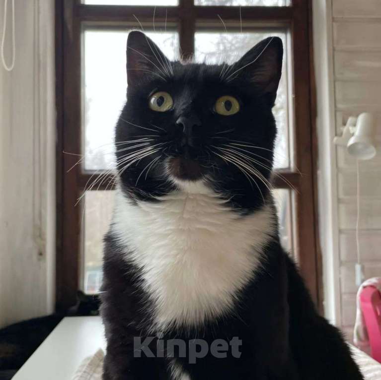 Кошки в Москве: Самая ласковая кошечка Василиса мечтает о доме Девочка, Бесплатно - фото 4