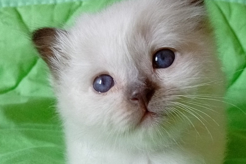 Котёнок (мальчик) Священная Бирма
