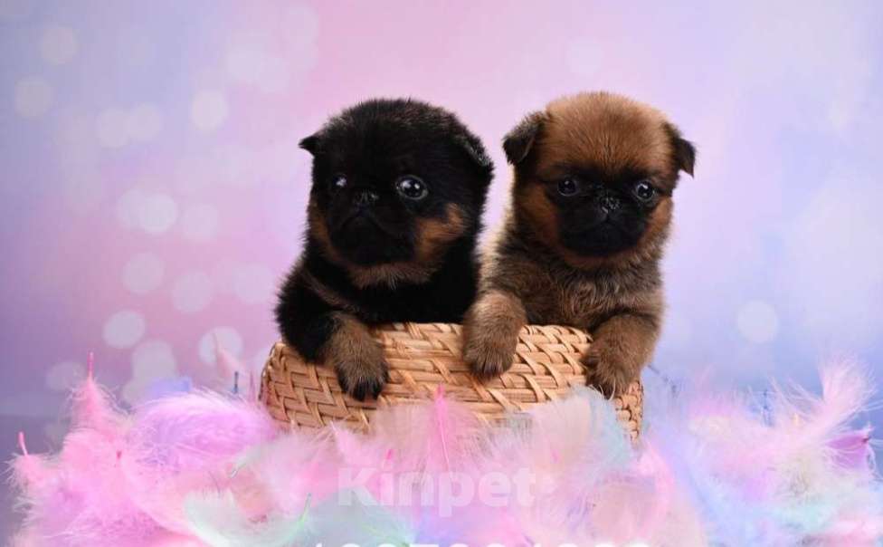 Собаки в Москве: Мини девочки пти-брабансон Девочка, 50 000 руб. - фото 4