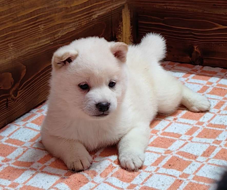 Собаки в Москве: Белые Сиба ину (Шиба ину) - девочка. Девочка, 80 000 руб. - фото 4