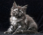 Кошки в Видном: Кот мейн-кун черный дым Мальчик, 95 000 руб. - фото 6