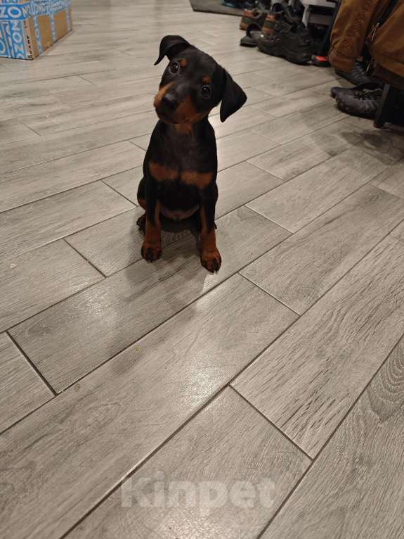 Собаки в Краснодаре: Босс Мальчик, 20 000 руб. - фото 2