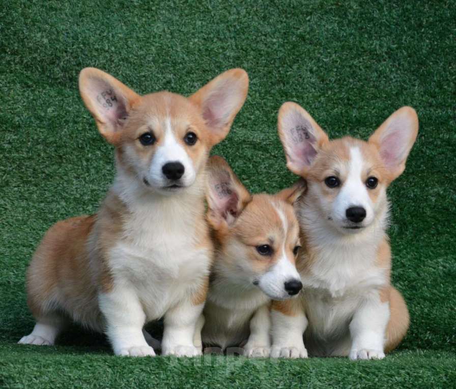 Собаки в Ногинске: Вельш корги пемброк  Девочка, 50 000 руб. - фото 3