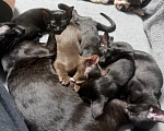 Кошки в других городах Крыма: Ориентальные котята Девочка, 30 000 руб. - фото 3