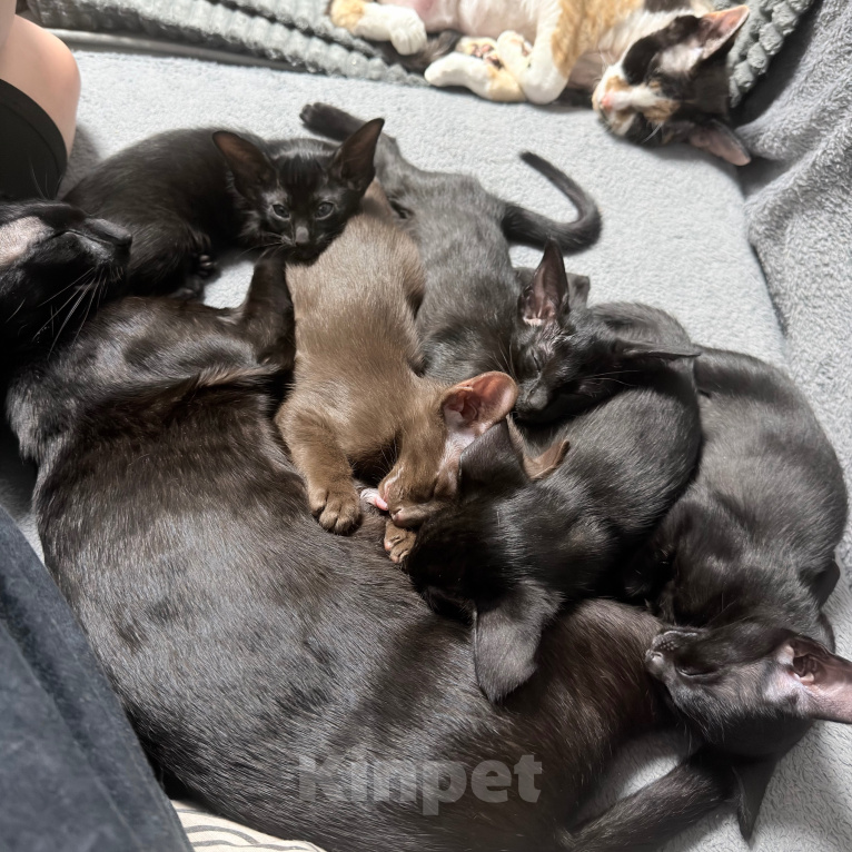 Кошки в других городах Крыма: Ориентальные котята Девочка, 30 000 руб. - фото 3