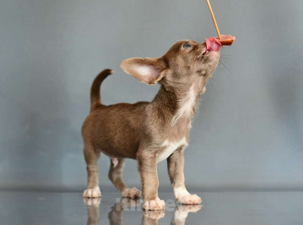 Собаки в Раменском: Эльфик Мальчик, 45 000 руб. - фото 4