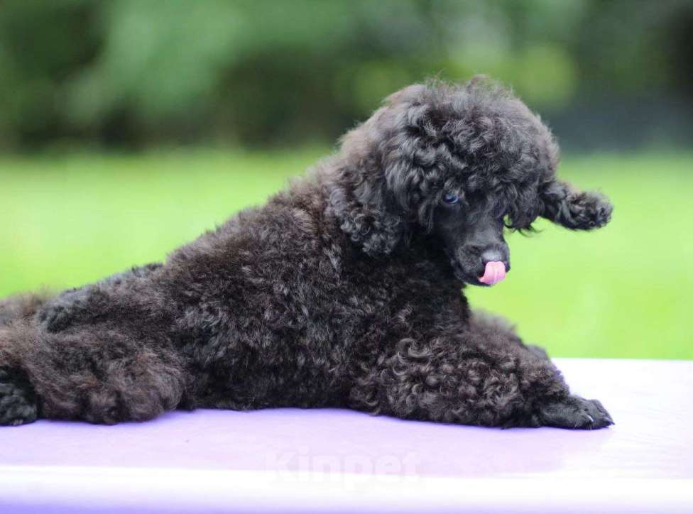 Собаки в Москве: Щенки пудели, 2 очаровательных мальчика Мальчик, Бесплатно - фото 5