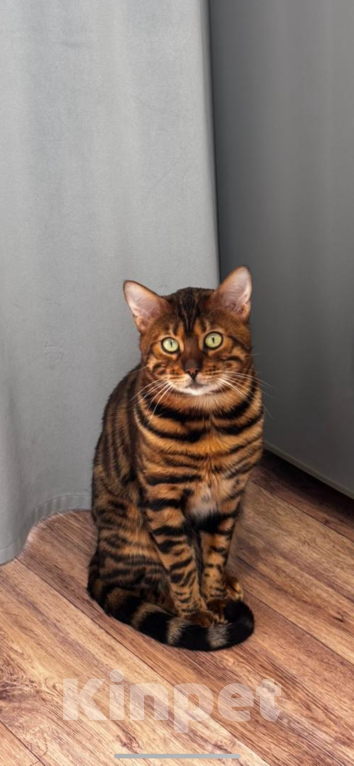 Кошки в других городах Краснодарского края: Ищем кошку для вязки с котом  Мальчик, Бесплатно - фото 1