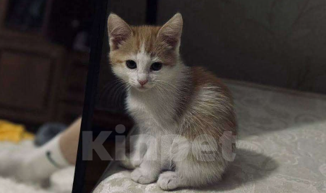 Кошки в Балашихе: котёнок, бело-рыжая девочка, в добрые руки  Девочка, Бесплатно - фото 4