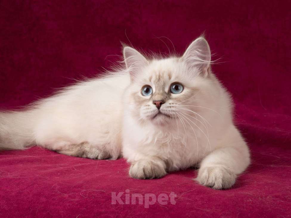 Кошки в Омске: Невские маскарадные котята мальчики Мальчик, 60 000 руб. - фото 5