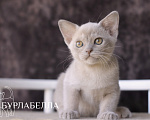 Кошки в Москве: Бурманский котенок Девочка, Бесплатно - фото 3