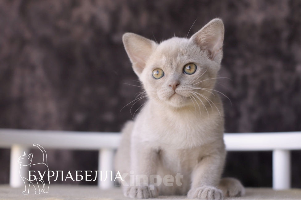 Кошки в Москве: Бурманский котенок Девочка, Бесплатно - фото 3
