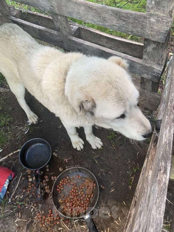 Собаки в других городах Ленинградской области: Найден Алабай, девочка. Девочка, Бесплатно - фото 4