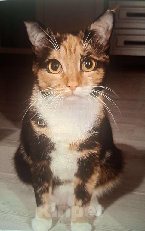 Кошки в Москве: Уютная спокойная кошечка Мармуська в добрые ручки Девочка, Бесплатно - фото 1