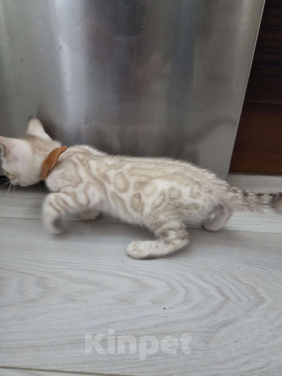 Кошки в Красногорске: Бенгальские малыши Девочка, 50 000 руб. - фото 5